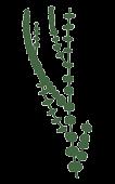 Reconstituição de Sphenophyllum. Exemplos de esfenófitas Os representantes mais antigos deste grupo de vegetais pteridofíticos datam do Devoniano.