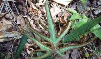 000 espécies dessas plantas e as famílias com maior diversidade são: Pteridaceae (Figura 8a, b), Dryopteridaceae, Polypodiaceae (Figura 8c), Thelypteridaceae, Hymenophyllaceae, Aspleniaceae,