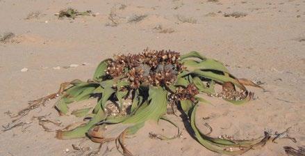 O gênero Welwitschia Hook. f. (Welwitschiaceae) possui uma única espécie, a Welwitschia mirabilis Hook. f. (Figura 5), nativa do deserto da Namíbia.