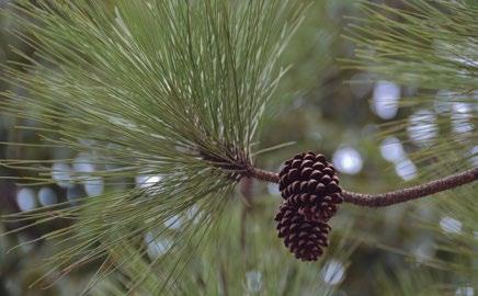 Práticas de manejo que extrapolem a recomposição natural da floresta devem ser sumariamente condenadas.