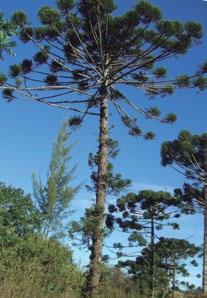 Figura 7 Sementes de Podocarpus totara G.Benn. ex D.Don. (Podocarpaceae). Fonte: http:// ketenewplymouth.peoplesnetworknz.