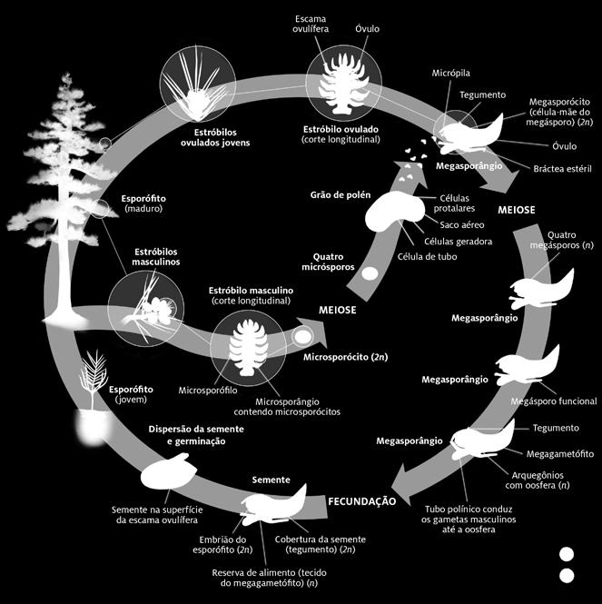 Figura 8 Ciclo de vida de um pinheiro.