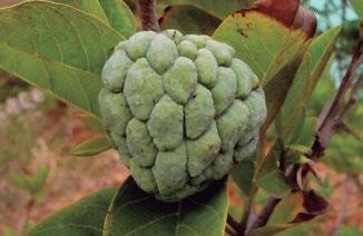 Figura 6 a) Fruto da graviola (Annona squamosa). Fonte: https://commons.wikimedia.org/wiki/ File:Immature_custard_apple_(annona_squamosa)_at_Midhilapuri_01.jpg. Fotografia: Srichakra Pranav.