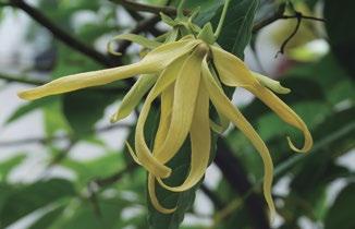 Algumas espécies destacam-se pela importância econômica, produzindo frutos comestíveis, como a graviola (Annona squamosa L., Annonaceae, Figura 6a) e o abacate (Persea americana Mill., Lauraceae).