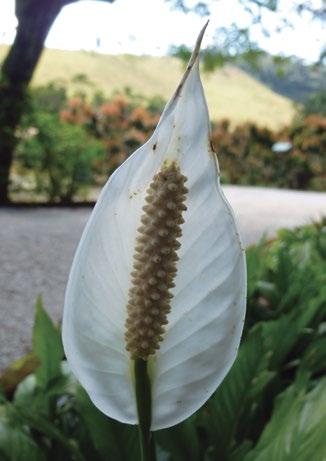 Entre elas estão plantas bem conhecidas, como as aráceas (Figura 7a), os lírios (Lilium ssp.