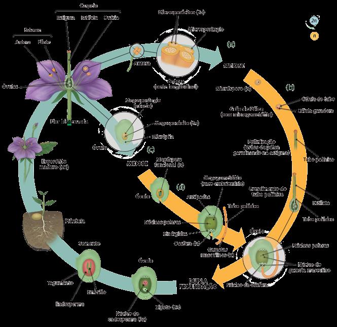 volve-se no embrião; (3) os tegumentos desenvolvem-se na testa da semente; e (4) a parede do ovário e as estruturas relacionadas desenvolvem-se no fruto.