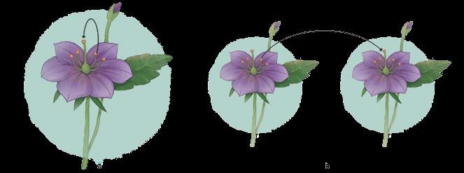 Esse conjunto de características, normalmente ligadas à flor, auxilia na atração de vetores para a transferência do pólen de uma planta para outra.