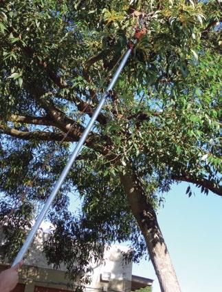 Figura 1b Figura 1a Figura 1c Herborização A herborização consiste nos processos de prensagem, secagem e montagem do material vegetal coletado, com a finalidade de preservá-lo, no formato de exsicata