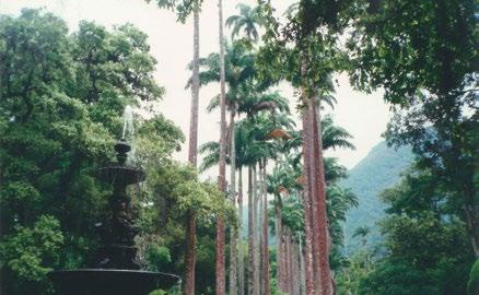 Os arboretos são áreas destinadas ao cultivo de uma coleção de árvores, arbustos e outras plantas, como medicinais e ornamentais.