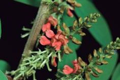 Flores anileira (Indigofera suffruticosa Mill., Fabaceae). Fonte: Tropicos. Fotografia: O. M. Montiel. Flor do brócolis (Brassica oleracea L., Brassicaceae). Fonte: Tropicos. Fotografia: Gerrit Davidse.