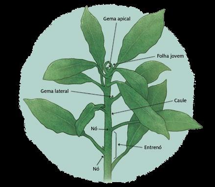 3. Gema apical ou terminal: situada no ápice, é a região meristemática responsável pelo crescimento longitudinal do caule. Pode produzir ramo ou flor. 4.