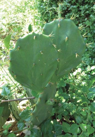 Figura 21 Espinhos do limoeiro (Citrus limon (L.) Osbeck, Rutaceae). Fotografia: Mariana Machado. Figura 22 Cladódios da Opuntia sp. (Cacataceae). Fotografia: Valquíria Dutra.