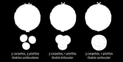 Para saber mais Posição do ovário no receptáculo Ovário súpero: estames, pétalas e sépalas estão ligados ao receptáculo em um ponto abaixo do ovário.