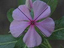 Se na mesma planta existem flores estaminadas e carpeladas, como no milho, a planta é chamada de monoica (do grego: monos = único e oikos = casa).