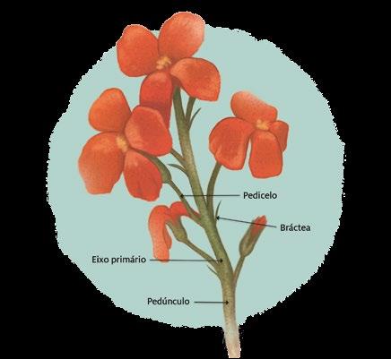 O pedúnculo floral pode possuir apenas uma flor ou um conjunto de flores, formando uma inflorescência.