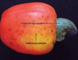 Os frutos múltiplos resultam da união do ovário de várias flores de uma inflorescência, como o abacaxi (Ananas comosus (L.) Merr.