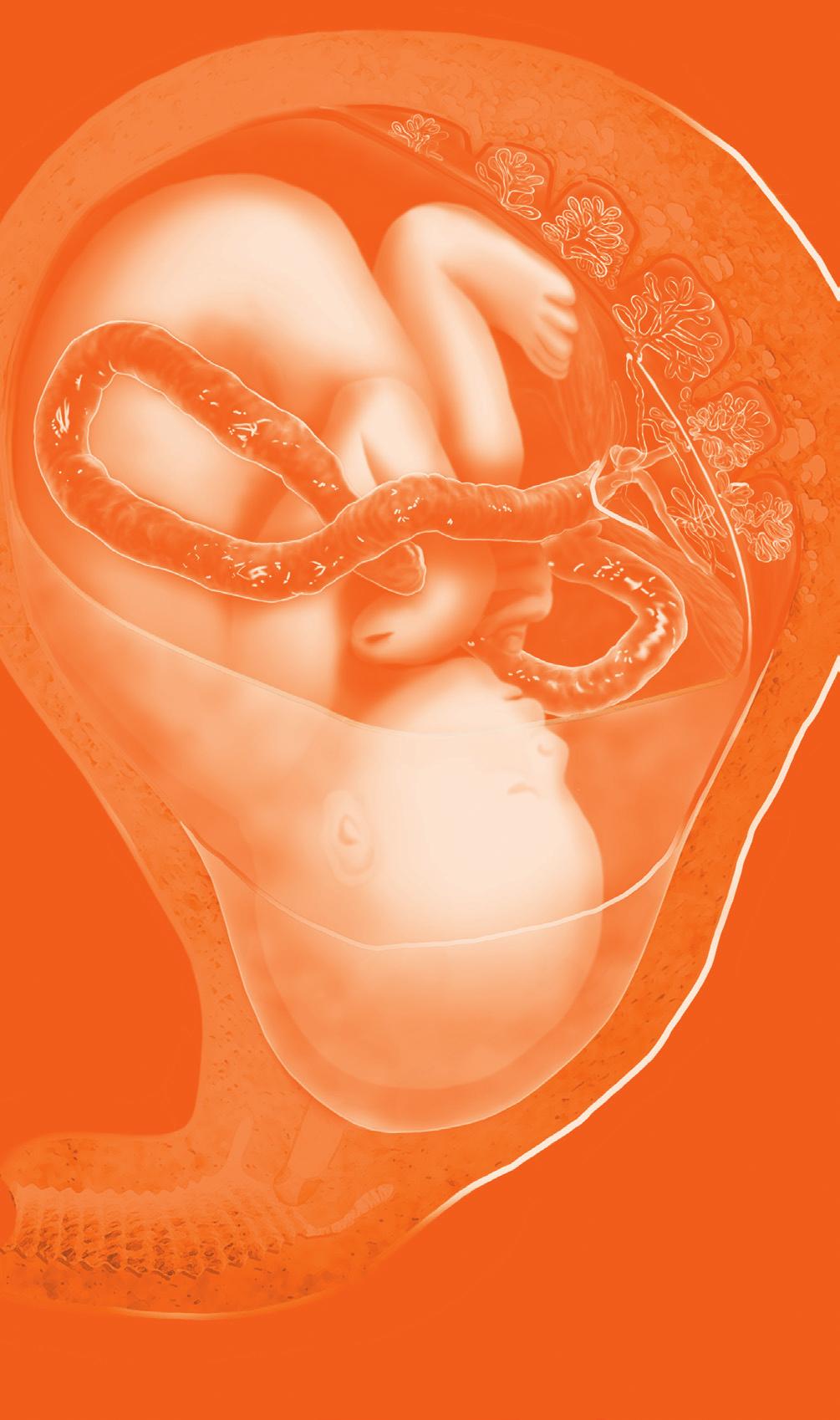 Fábio Roberto Cabar A fecundação acontece a partir da fusão dos pró- -núcleos, masculino e feminino, formando o zigoto.