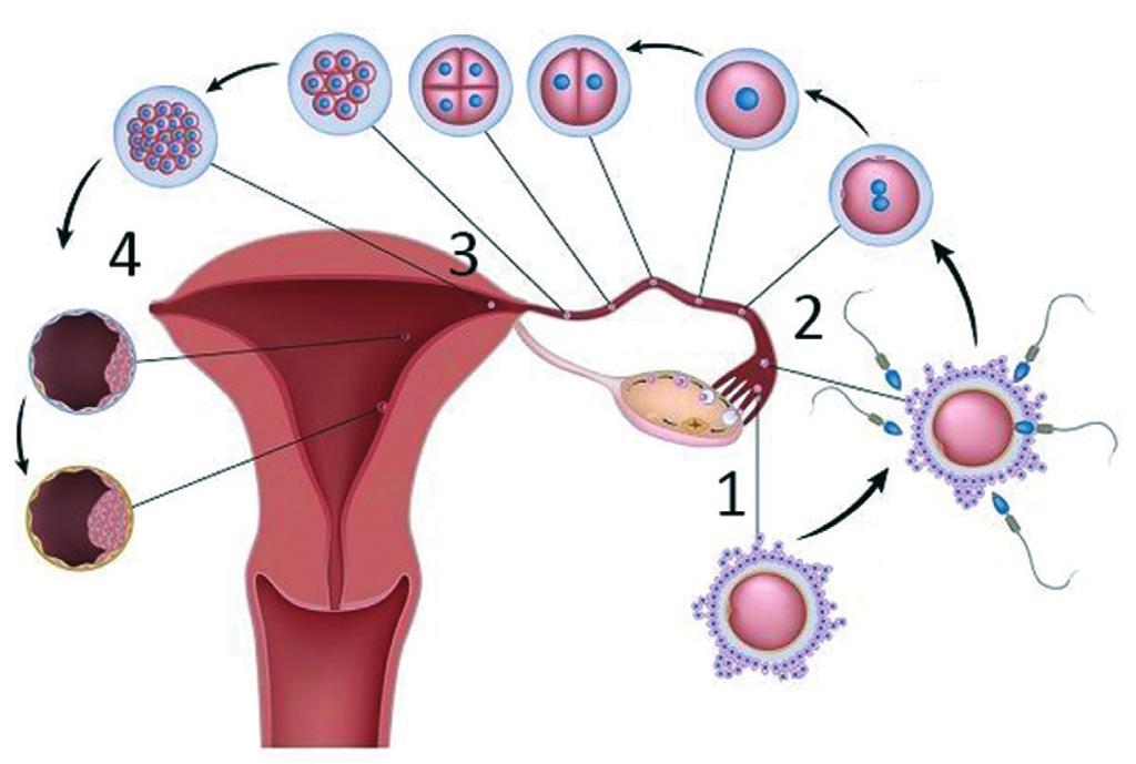 16 sic obstetrícia 1. Fisiologia da gestação Dica A implantação do embrião acontece na fase de blastocisto. O ovário, mensalmente, gera um folículo dominante contendo um oócito.