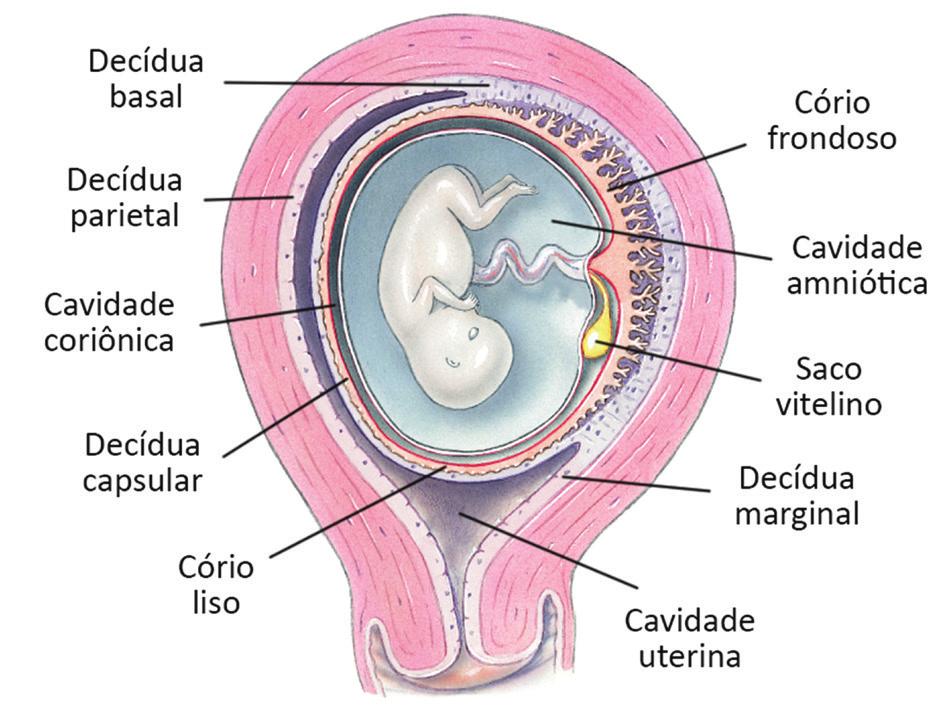 fisiologia da gestação 17 As decíduas parietal e basal apresentam 3 camadas: a superficial ou compacta, a média ou esponjosa e a profunda ou basal.