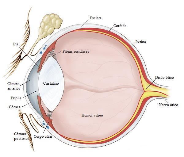 II. REVISÃO BIBLIOGRÁFICA 1.Generalidades do Olho O olho é um órgão sensorial complexo, que corresponde essencialmente a uma extensão do cérebro (Cunninhgham, 2004).