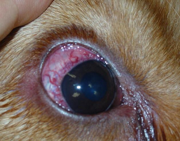 12.2 Sinais clínicos e diagnóstico A apresentação clínica do glaucoma em animais depende da duração, do grau de aumento da PIO e da causa responsável pela elevação da PIO (Martin, 2010).