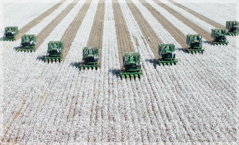 Os produtores de commodities do Brasil, assim como os de outros países, são afetados porque competem