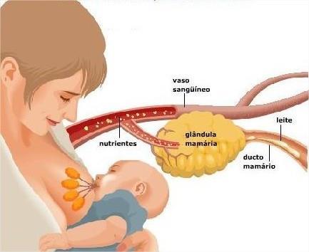 Nascimento Após o nascimento, as glândulas mamárias da mãe passam a produzir leite, com o qual o