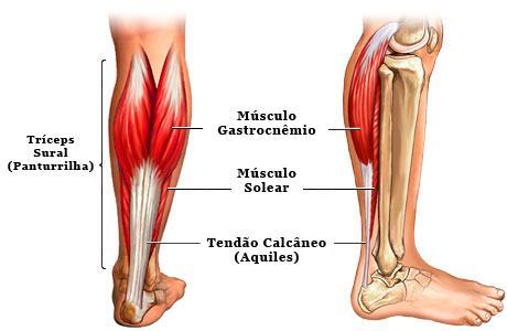 uniarticular 23