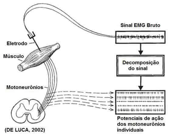Biomecânica aplicada ao esporte Eletromiografia (EMG) Registra a atividade elétrica associada à contração muscular.