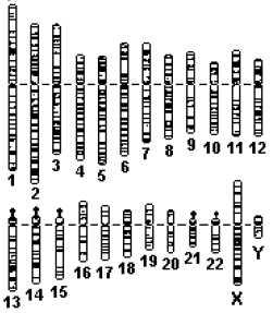 EXERCÍCIOS SOBRE CARIÓTIPO E ABERRAÇÕES CROMOSSÔMICAS Questões Objetivas 1) (UNIRIO mod.) A figura ao lado representa os diferentes tipos de cromossomos humanos.