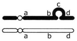c) Translocação. d) Inversão. e) Deleção. 14) (FCC-Jundiaí) Considere o seguinte esquema: A mutação cromossômica representada chama-se: a) Deleção. b) Inversão. c) Translocação. d) Duplicação.