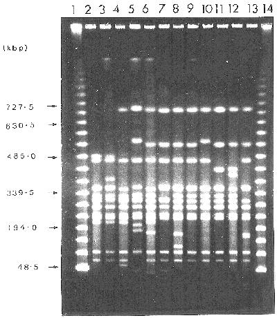 Existem softwares disponíveis na web que simulam a eletroforese. Um exemplo, é o Gel Electrophoresis Simulator 4.