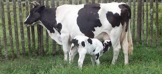 EXERCÍCIO Exercício 1. Dentre um rebanho de vacas reprodutoras, foram selecionadas ao acaso 10 animais.