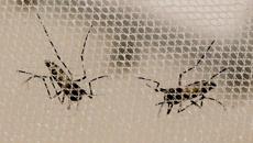 03/03/2016 Agência USP de Notícias» Saliva do Aedes aegypti pode tratar doença intestinal» Print Saliva do Aedes aegypti pode tratar doença intestinal Publicado por Rita Stella, de Ribeirão Preto em