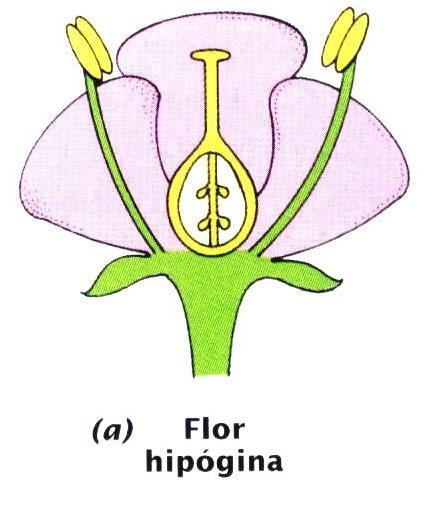 Flor posição do ovário e