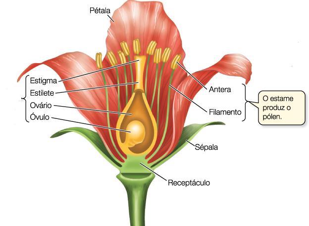 Morfologia da flor completa (4 partes) (parte do esporófito que abriga os esporângios) Tépalas: quando sépalas e pétalas não se diferenciam (Corola: atração)