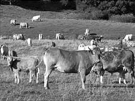 Na tentativa de contribuir para a sustentabilidade ambiental, hoje está sendo difundida a chamada agricultura orgânica, cuja maior preocupação é não utilizar produtos químicos durante o cultivo.