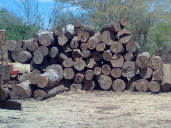 recursos florestais (produção da madeira e