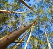 necessária uma gestão da rega precisa, baseada no conhecimento das necessidades hídricas das plantas aumento da produção de madeira (Jung et al.