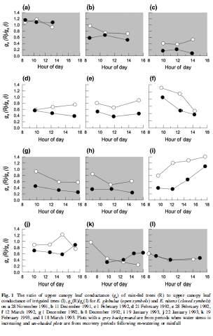 Eucalyptus globulus cinzento: períodos em que o stress hídrico está a aumentar condutância estomática árvores não regadas condutância estomática árvores regadas White et al.