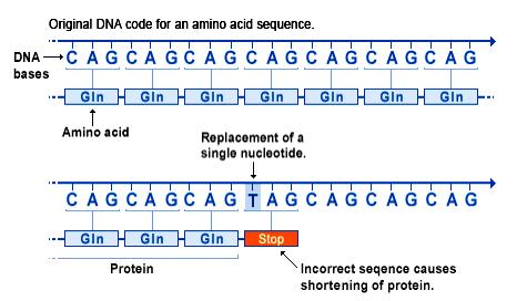 Sem Sentido (Nonsense) Bases do DNA Código original para a sequência de aminoácidos Aminoácido