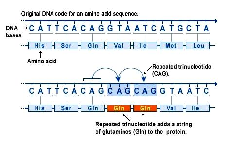 Expansão de Repetição Bases do DNA Código original para a sequência de aminoácidos