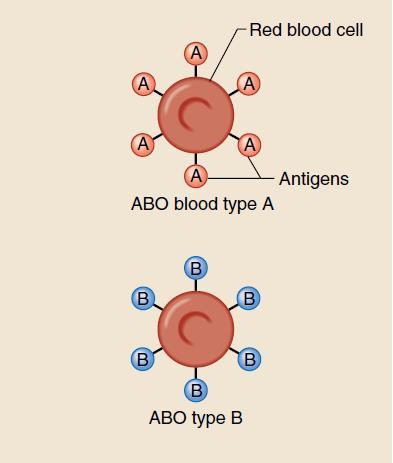Proteína se liga à superfície Açúcares são ligados à proteína = antígenos A expressão dos genótipos do sistema sanguíneo ABO está relacionada com o lócus gênico