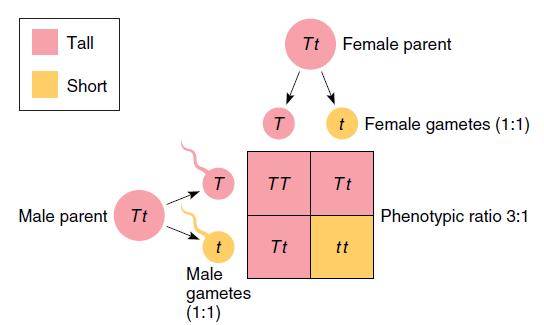 (Genes) 2 Genes estão aos pares O gene pode ter formas diferentes, cada uma correspondendo a um fenótipo alternativo de uma