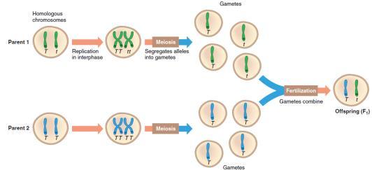 Nas ervilhas, cada tipo de gene está presente duas vezes em cada célula, constituindo um par de genes.