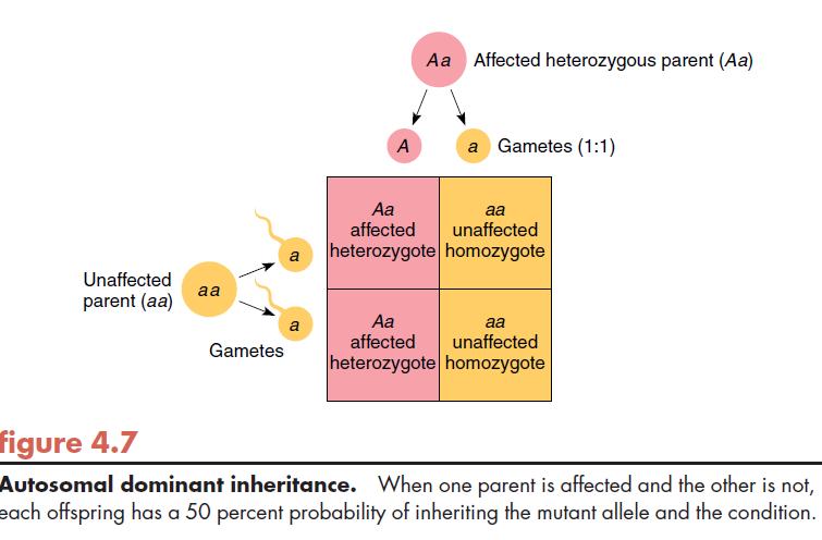 Distribuição esperada de genótipos para pais com combinações diferentes de genótipos para um alelo A dominante e um alelo recessivo a Pais Prole Distribuição * Do fenótipo Dominante