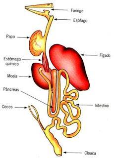 A produção de enzimas digestivas ocorre no estômago químico ou proventrículo.