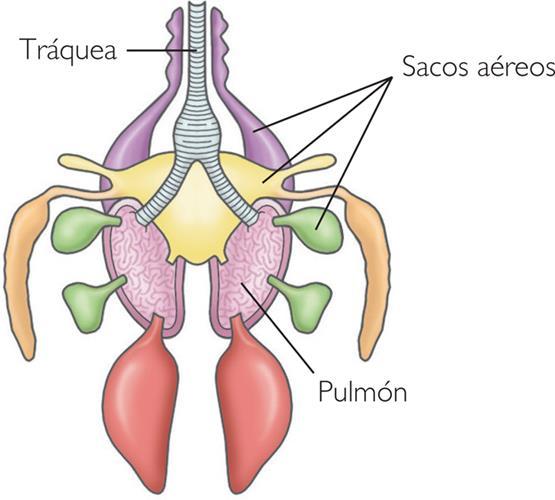 Isso depende de um sistema respiratório capaz de promover uma troca