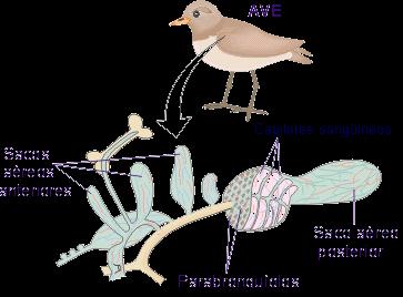 A respiração das aves é pulmonar.