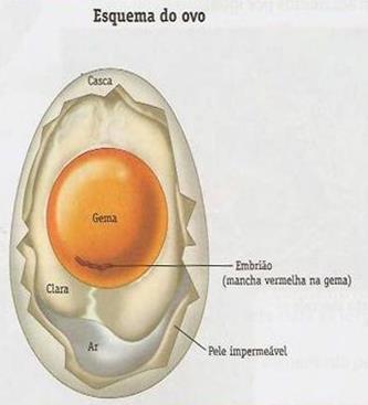 Os óvulos apresentam clara e casca, produzidas nas glândulas do oviduto, e são lançadas para fora pela cloaca.